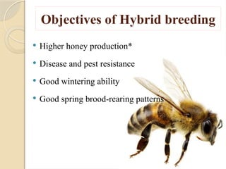 honey Bee Breeding methods and process.pptx