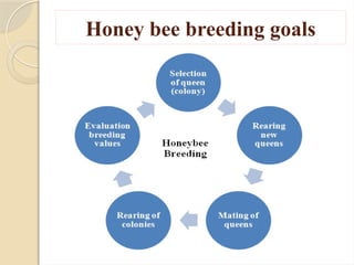 honey Bee Breeding methods and process.pptx