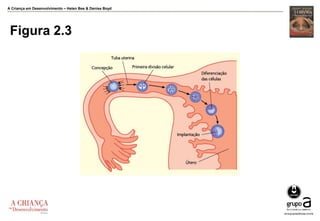 A Criança em Desenvolvimento – Helen Bee & Denise Boyd
Figura 2.3
 