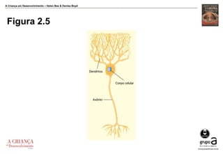A Criança em Desenvolvimento – Helen Bee & Denise Boyd
Figura 2.5
 