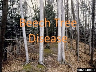 Beech Tree Disease 