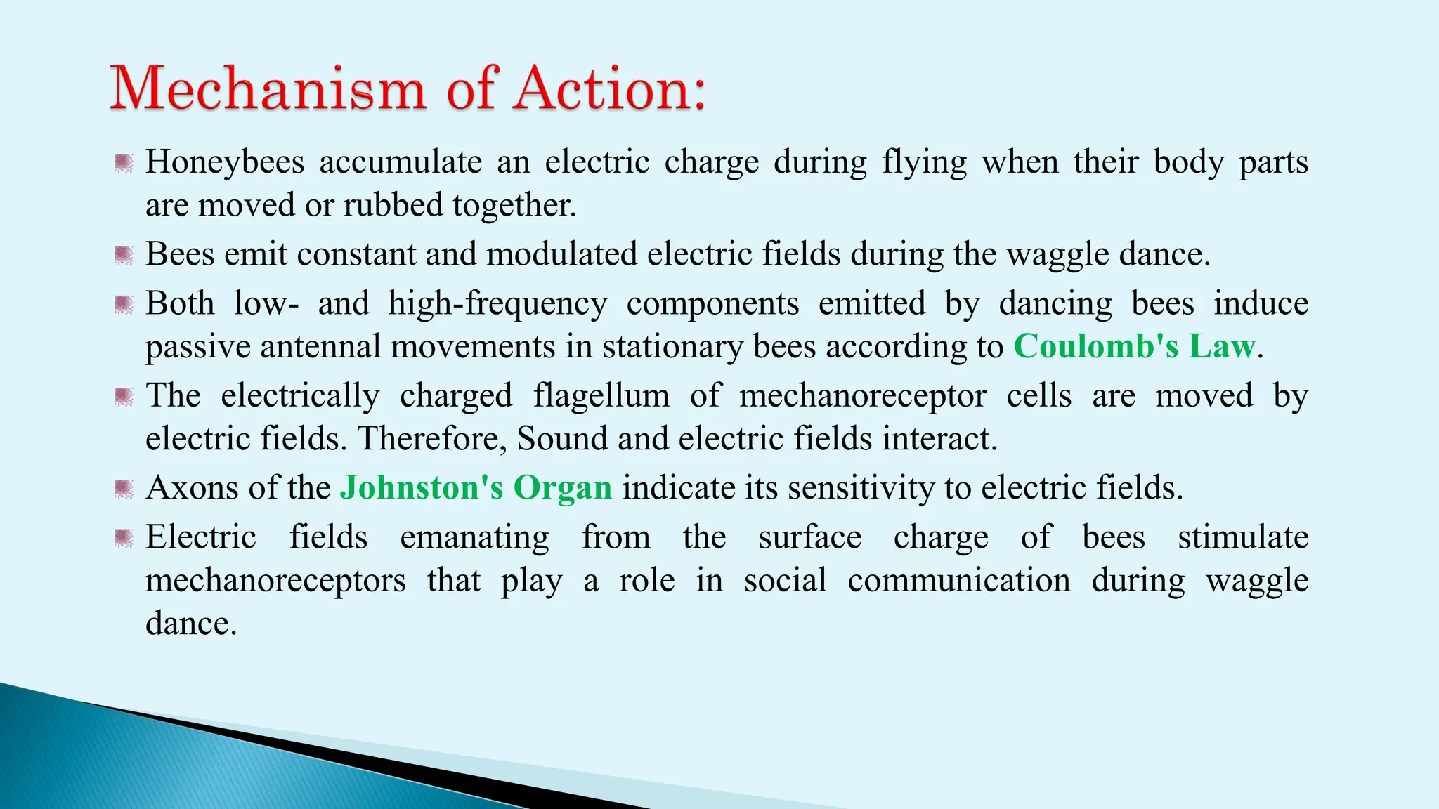 Honeybees accumulate an electric charge during flying when their body parts
are moved or rubbed together.
Bees emit constant and modulated electric fields during the waggle dance.
Both low- and high-frequency components emitted by dancing bees induce
passive antennal movements in stationary bees according to Coulomb's Law.
The electrically charged flagellum of mechanoreceptor cells are moved by
electric fields. Therefore, Sound and electric fields interact.
Axons of the Johnston's Organ indicate its sensitivity to electric fields.
Electric fields emanating from the surface charge of bees stimulate
mechanoreceptors that play a role in social communication during waggle
dance.
 