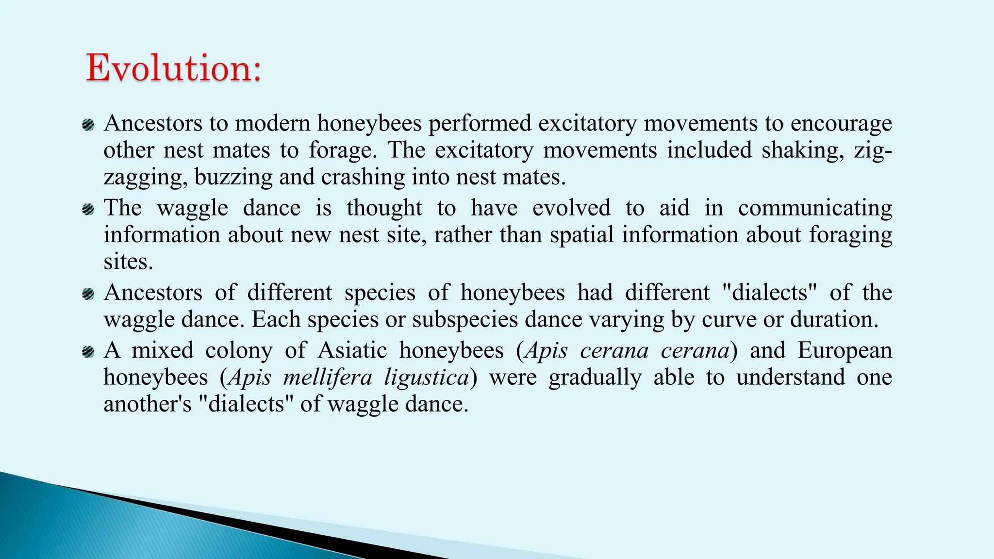 Ancestors to modern honeybees performed excitatory movements to encourage
other nest mates to forage. The excitatory movements included shaking, zig-
zagging, buzzing and crashing into nest mates.
The waggle dance is thought to have evolved to aid in communicating
information about new nest site, rather than spatial information about foraging
sites.
Ancestors of different species of honeybees had different "dialects" of the
waggle dance. Each species or subspecies dance varying by curve or duration.
A mixed colony of Asiatic honeybees (Apis cerana cerana) and European
honeybees (Apis mellifera ligustica) were gradually able to understand one
another's "dialects" of waggle dance.
 