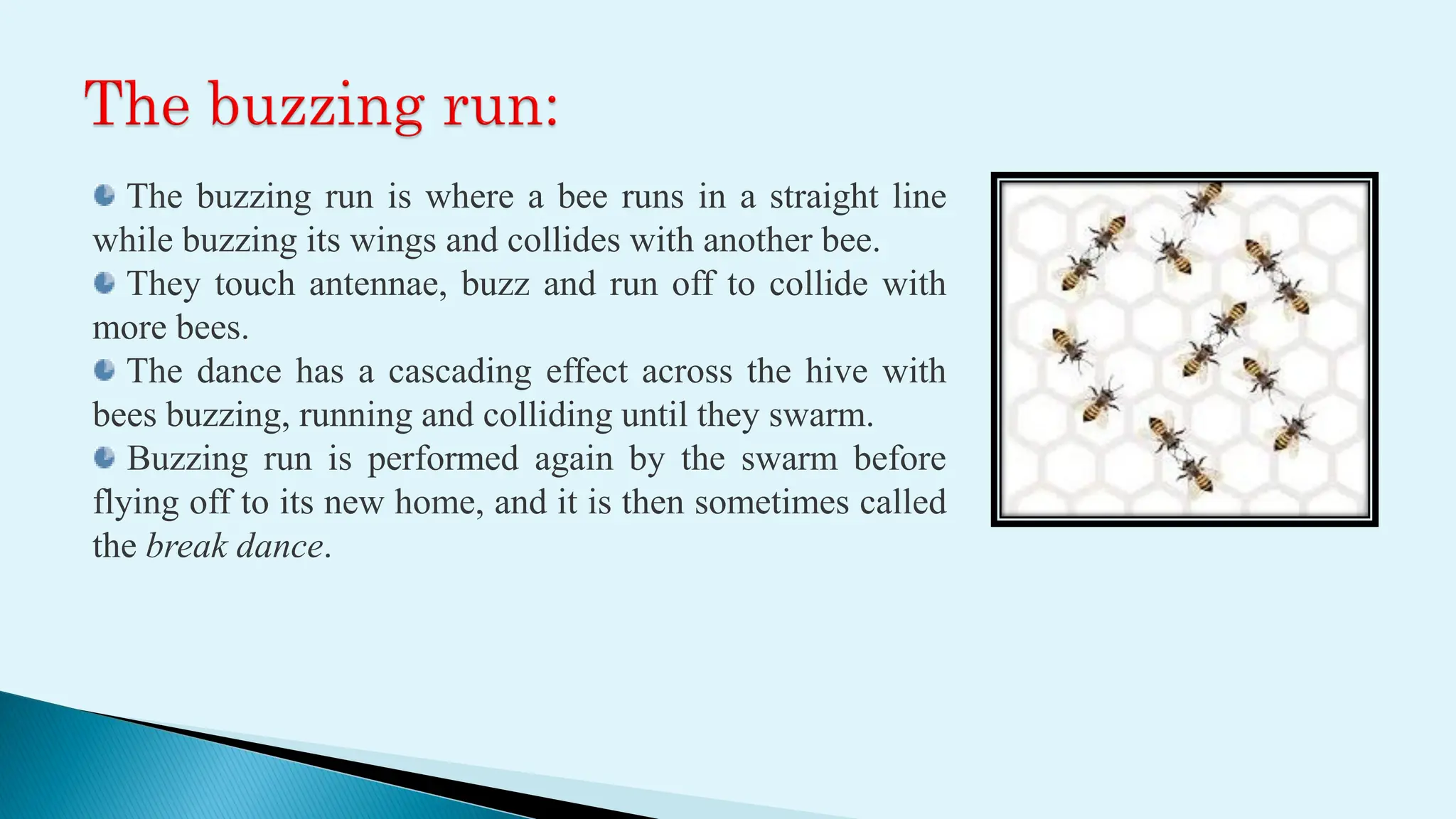 The buzzing run is where a bee runs in a straight line
while buzzing its wings and collides with another bee.
They touch antennae, buzz and run off to collide with
more bees.
The dance has a cascading effect across the hive with
bees buzzing, running and colliding until they swarm.
Buzzing run is performed again by the swarm before
flying off to its new home, and it is then sometimes called
the break dance.
 