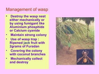 Management of wasp
• Destroy the wasp nest
either mechanically or
by using fumigant like
Aluminium phosphide
or Calcium cyanide
• Maintain strong colony
• Use of wasp trap :
Ripened jack fruit with
2grams of Furadan
• Covering the colony
with coconut branches
• Mechanically collect
and destroy
 