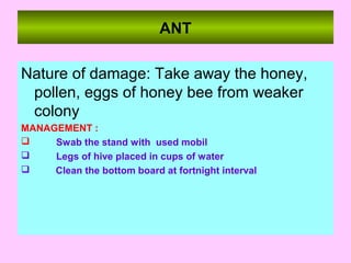 ANT
Nature of damage: Take away the honey,
pollen, eggs of honey bee from weaker
colony
MANAGEMENT :
 Swab the stand with used mobil
 Legs of hive placed in cups of water
 Clean the bottom board at fortnight interval
 