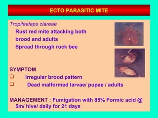 ECTO PARASITIC MITE
Tropilaelaps clareae
Rust red mite attacking both
brood and adults
Spread through rock bee
SYMPTOM
 Irregular brood pattern
 Dead malformed larvae/ pupae / adults
MANAGEMENT : Fumigation with 85% Formic acid @
5m/ hive/ daily for 21 days
 