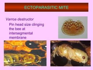 ECTOPARASITIC MITE
Varroa destructor
Pin head size clinging
the bee at
intersegmental
membrane
 