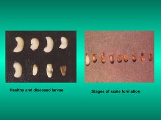 Healthy and diseased larvae Stages of scale formation
 