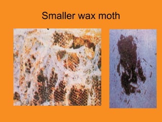 Smaller wax moth
 