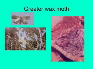Greater wax moth
 