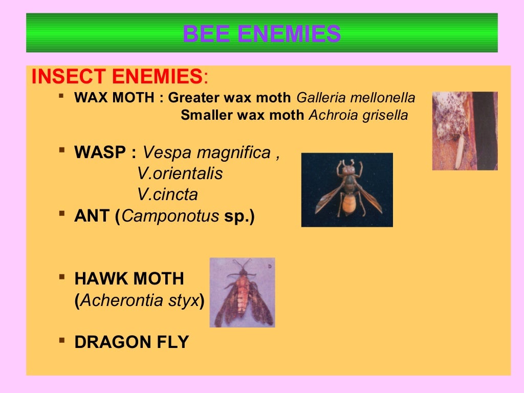 Bee enemies and diseases