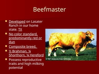 Comprehensive Overview of Major Beef and Dairy Cattle Breeds | PPTX