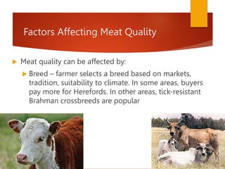 Factors Affecting Meat Quality
 Meat quality can be affected by:
 Breed – farmer selects a breed based on markets,
tradition, suitability to climate. In some areas, buyers
pay more for Herefords. In other areas, tick-resistant
Brahman crossbreeds are popular
 