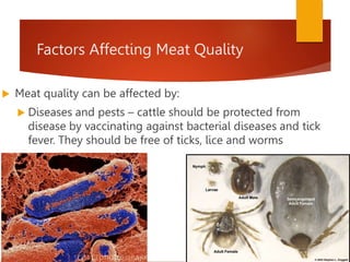 Factors Affecting Meat Quality
 Meat quality can be affected by:
 Diseases and pests – cattle should be protected from
disease by vaccinating against bacterial diseases and tick
fever. They should be free of ticks, lice and worms
 