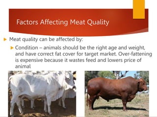Factors Affecting Meat Quality
 Meat quality can be affected by:
 Condition – animals should be the right age and weight,
and have correct fat cover for target market. Over-fattening
is expensive because it wastes feed and lowers price of
animal
 