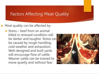 Factors Affecting Meat Quality
 Meat quality can be affected by:
 Stress – beef from an animal
killed in stressed condition will
be darker and tougher. Stress can
be caused by rough handling,
cold weather and exhaustion.
Well-designed and built yards
will encourage flow of cattle.
Weaner cattle can be trained to
move quietly and without fear.
 