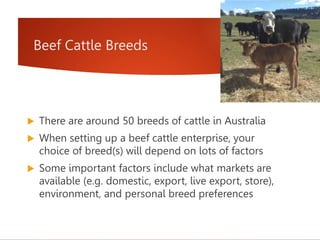Beef Cattle Breeds
 There are around 50 breeds of cattle in Australia
 When setting up a beef cattle enterprise, your
choice of breed(s) will depend on lots of factors
 Some important factors include what markets are
available (e.g. domestic, export, live export, store),
environment, and personal breed preferences
 