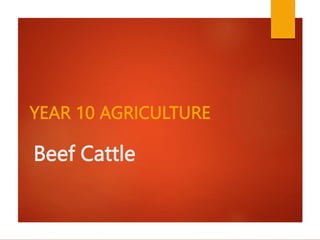 Beef Cattle
YEAR 10 AGRICULTURE
 