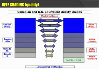 Beef Grading Chart.pdf Beef Knowledge | PPT