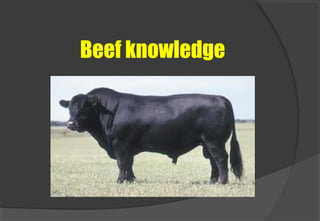 Beef knowledge
 
