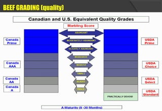 BEEF GRADING (quality)
 
