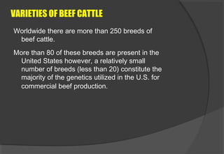 VARIETIES OF BEEF CATTLE
Worldwide there are more than 250 breeds of
beef cattle.
More than 80 of these breeds are present...
