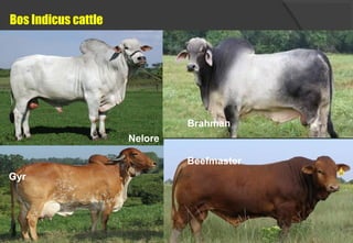 Bos Indicus cattle
Gyr
Nelore
Brahman
Beefmaster
 