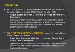 Bos taurus
 BRITISH BREEDS - developed in the British Isles and brought to
the United States in the late 1700s through th...