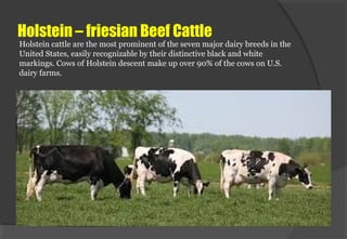 Holstein – friesian Beef Cattle
Holstein cattle are the most prominent of the seven major dairy breeds in the
United State...