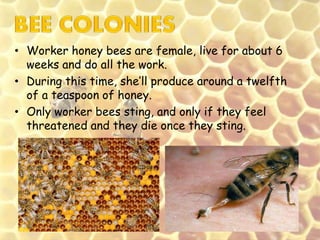 How do Bees Make Honey: The Buzz Behind the Jar - Carolina Honeybees