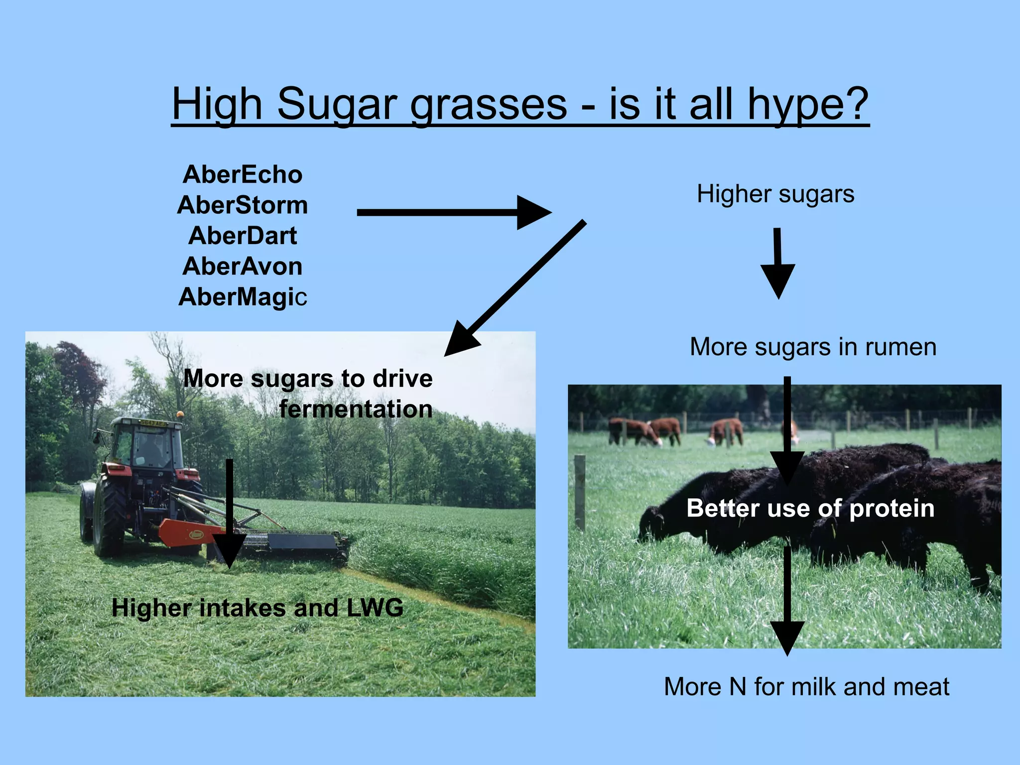 High Sugar grasses - is it all hype?
    AberEcho
    AberStorm                  Higher sugars
     AberDart
    AberAvon
    AberMagic
                               More sugars in rumen
     More sugars to drive
            fermentation


                              Better use of protein


Higher intakes and LWG


                             More N for milk and meat
 
