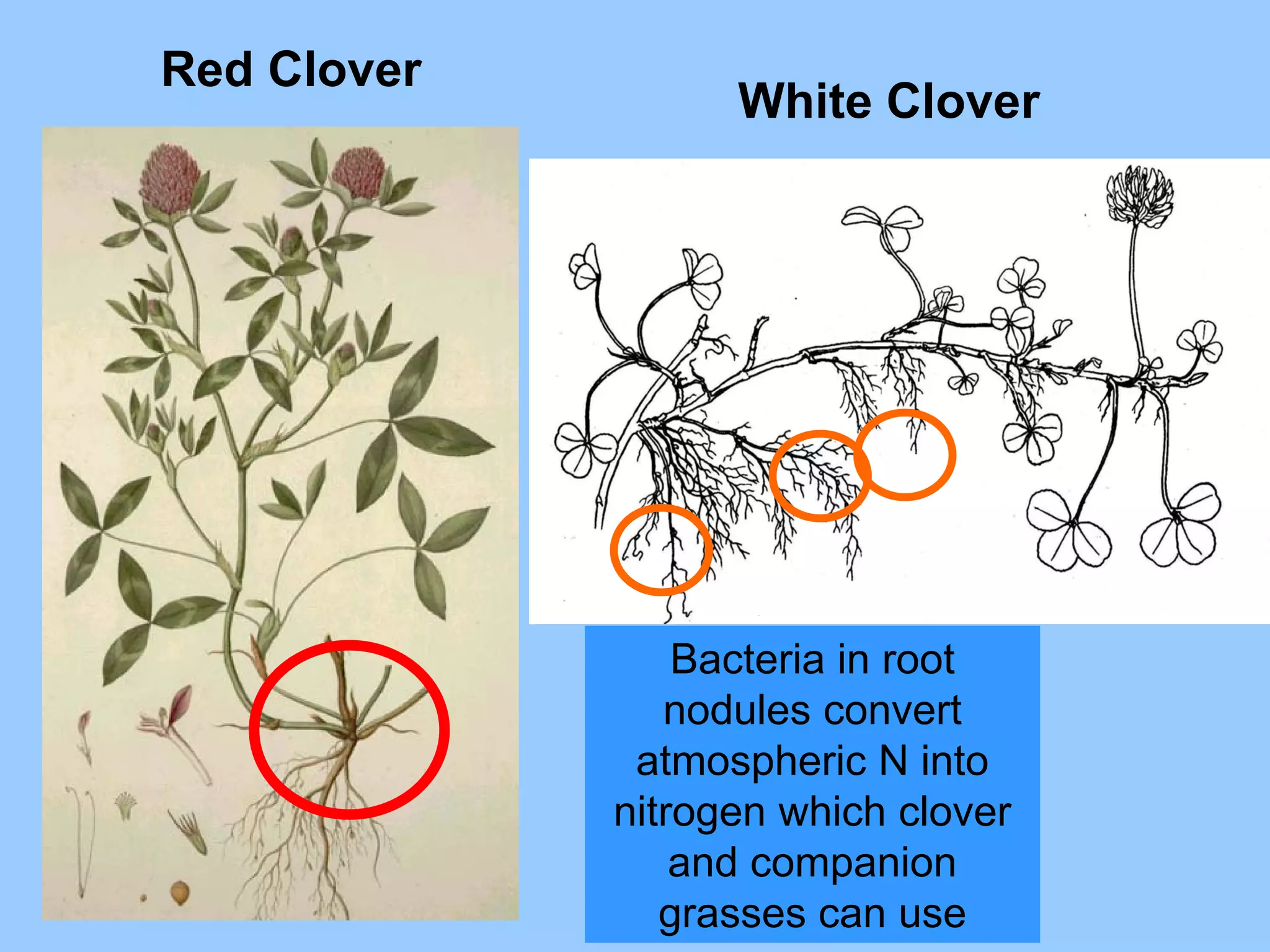Red Clover
                   White Clover




                 Bacteria in root
                nodules convert
              atmospheric N into
             nitrogen which clover
                 and companion
                grasses can use
 