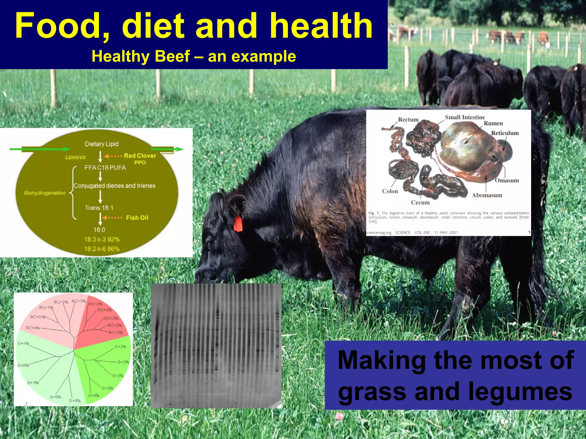 Food, diet and health
    Healthy Beef – an example




                                Making the most of
                                grass and legumes
 