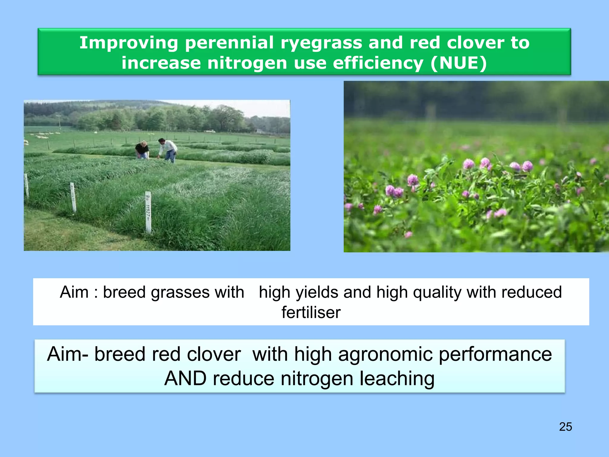 Improving perennial ryegrass and red clover to
      increase nitrogen use efficiency (NUE)




 Aim : breed grasses with high yields and high quality with reduced
                             fertiliser

Aim- breed red clover with high agronomic performance
             AND reduce nitrogen leaching

                                                                  25
 