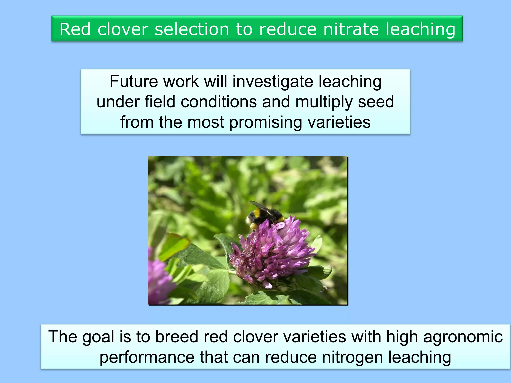 Red clover selection to reduce nitrate leaching


       Future work will investigate leaching
      under field conditions and multiply seed
         from the most promising varieties




The goal is to breed red clover varieties with high agronomic
      performance that can reduce nitrogen leaching
 