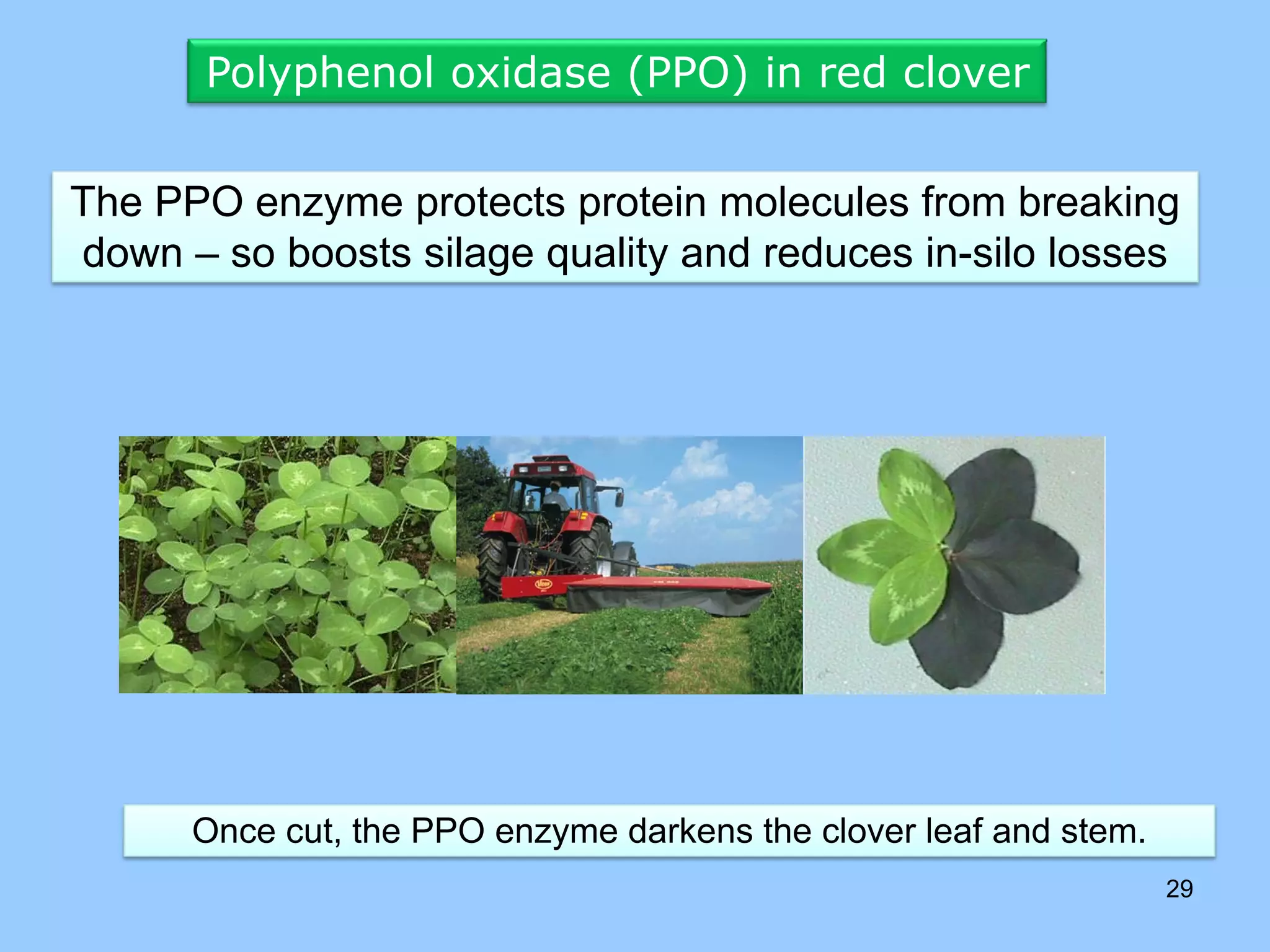 Polyphenol oxidase (PPO) in red clover


The PPO enzyme protects protein molecules from breaking
down – so boosts silage quality and reduces in-silo losses




      Once cut, the PPO enzyme darkens the clover leaf and stem.
                                                                   29
 