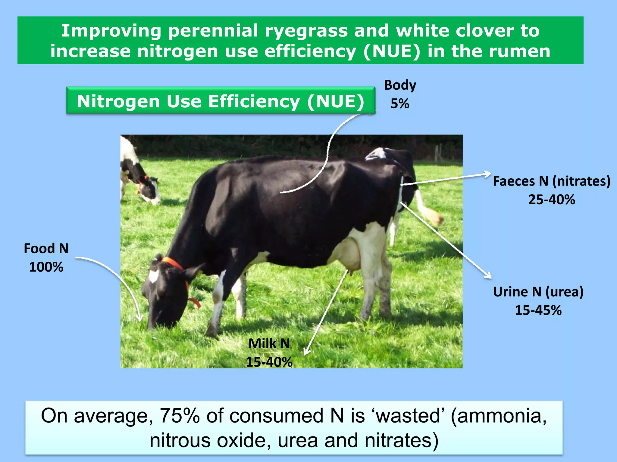 Improving perennial ryegrass and white clover to
   increase nitrogen use efficiency (NUE) in the rumen
                                         Body
         Nitrogen Use Efficiency (NUE)    5%




                                                Faeces N (nitrates)
                                                     25‐40%


Food N
 100%
                                                Urine N (urea)
                                                   15‐45%

                         Milk N
                         15‐40%


  On average, 75% of consumed N is ‘wasted’ (ammonia,
            nitrous oxide, urea and nitrates)
 
