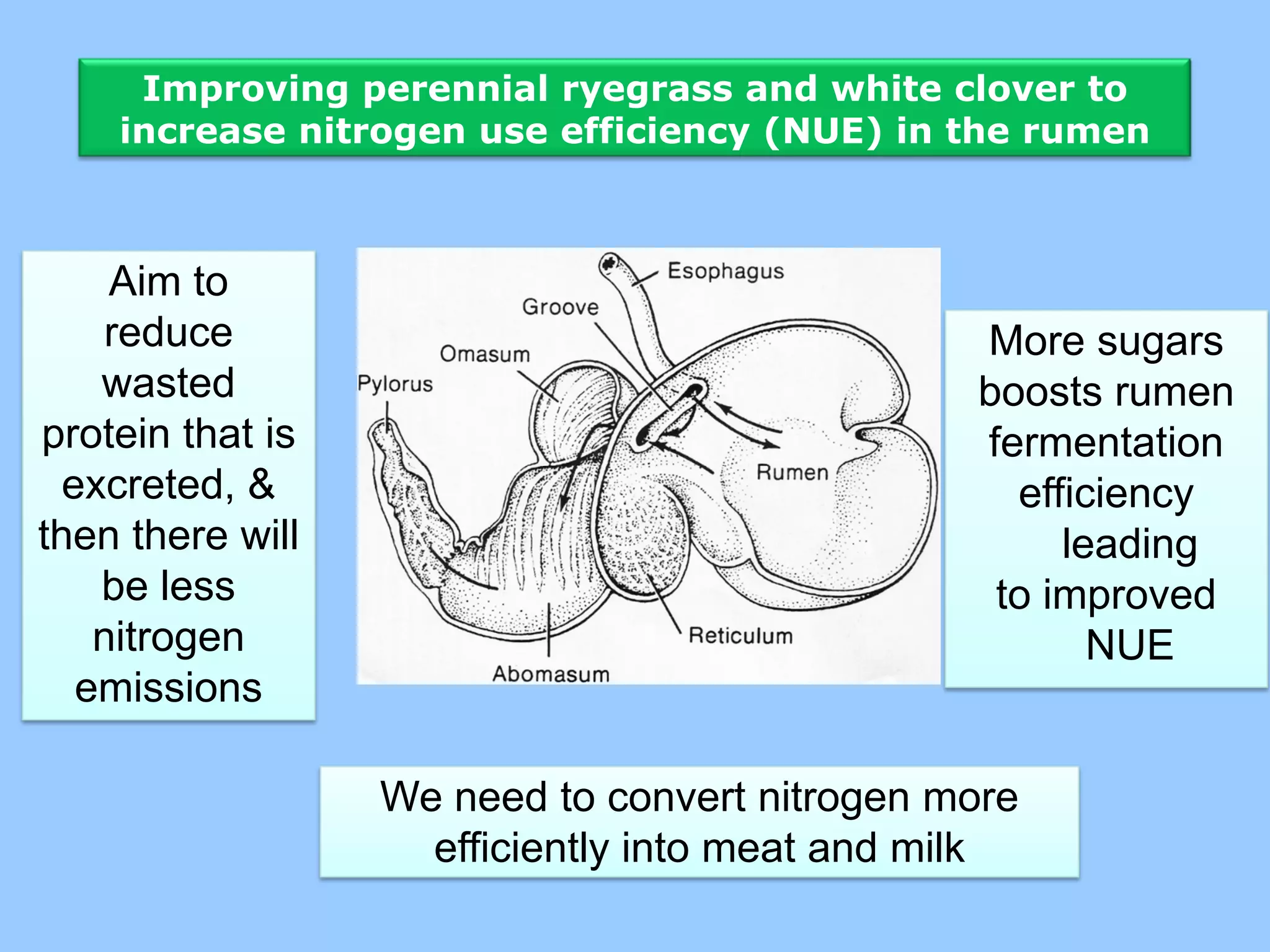 Improving perennial ryegrass and white clover to
    increase nitrogen use efficiency (NUE) in the rumen



     Aim to
     reduce                                    More sugars
    wasted                                     boosts rumen
protein that is                                fermentation
  excreted, &                                    efficiency
then there will                                     leading
    be less                                     to improved
    nitrogen                                          NUE
   emissions

                  We need to convert nitrogen more
                    efficiently into meat and milk
 