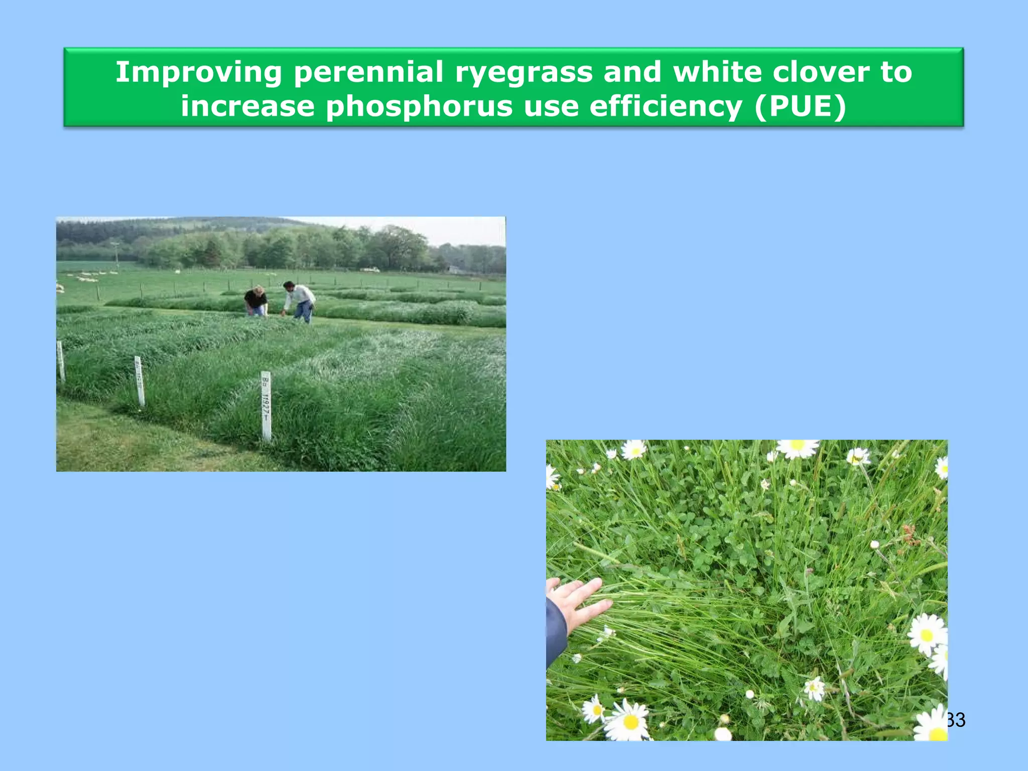 Improving perennial ryegrass and white clover to
   increase phosphorus use efficiency (PUE)




                                                   33
 