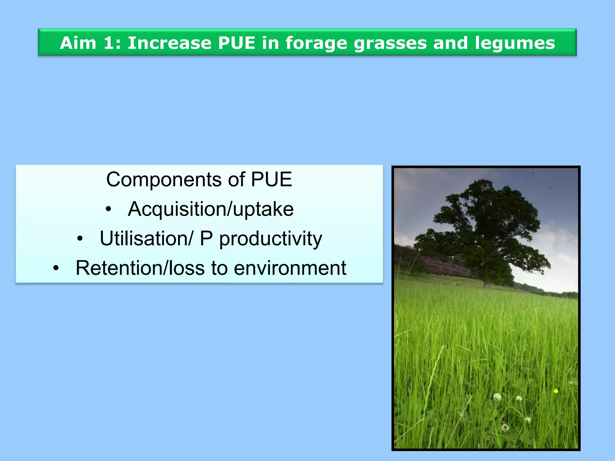 Aim 1: Increase PUE in forage grasses and legumes




     Components of PUE
     • Acquisition/uptake
  • Utilisation/ P productivity
• Retention/loss to environment
 