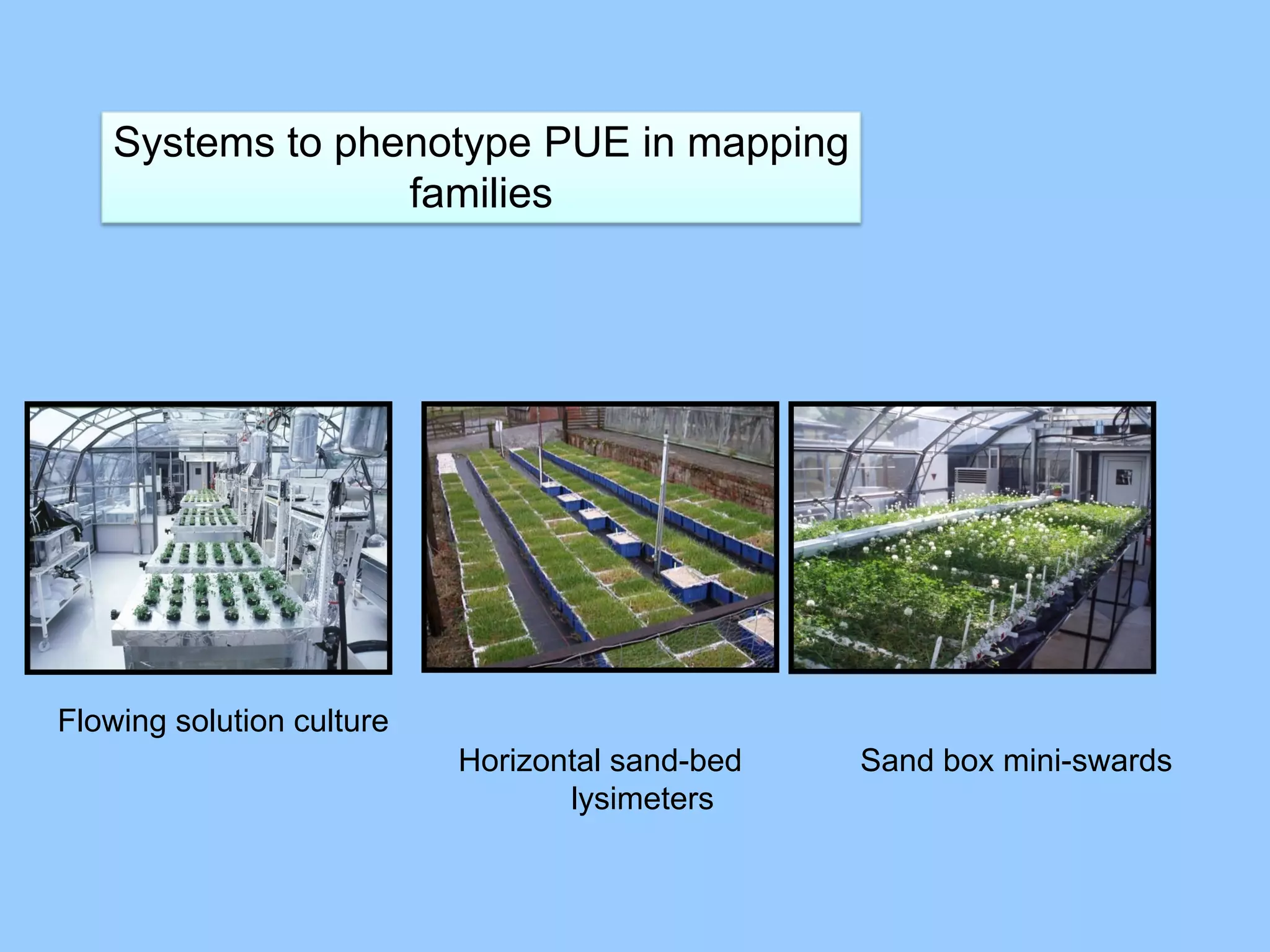 Systems to phenotype PUE in mapping
                  families




Flowing solution culture
                           Horizontal sand-bed   Sand box mini-swards
                                  lysimeters
 