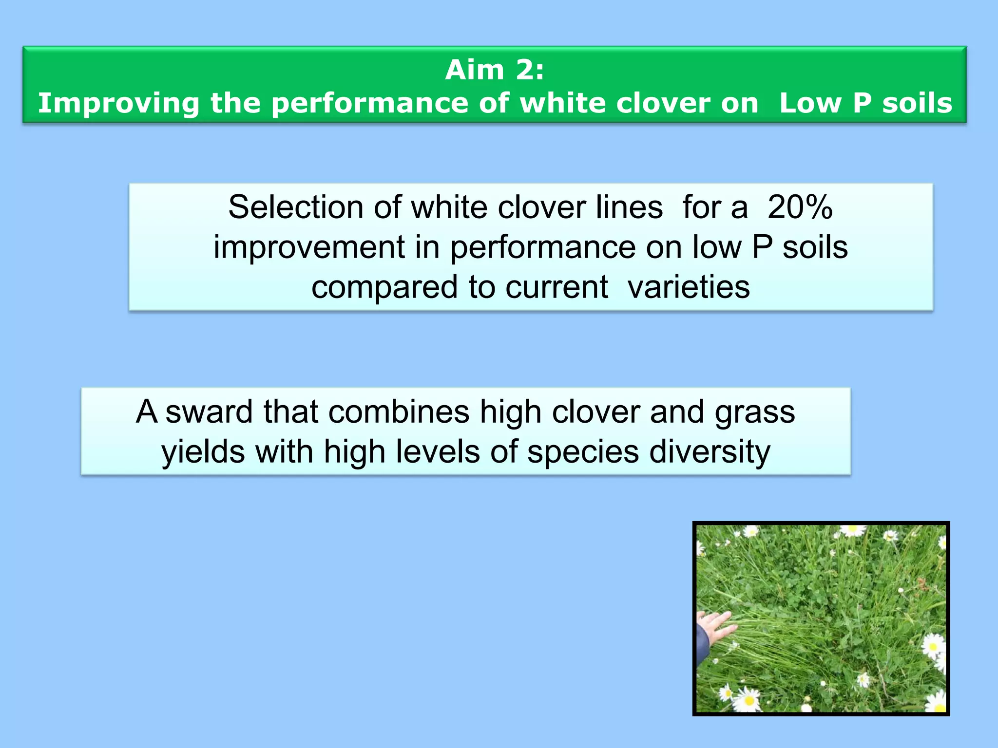 Aim 2:
Improving the performance of white clover on Low P soils


            Selection of white clover lines for a 20%
           improvement in performance on low P soils
                 compared to current varieties


      A sward that combines high clover and grass
       yields with high levels of species diversity
 