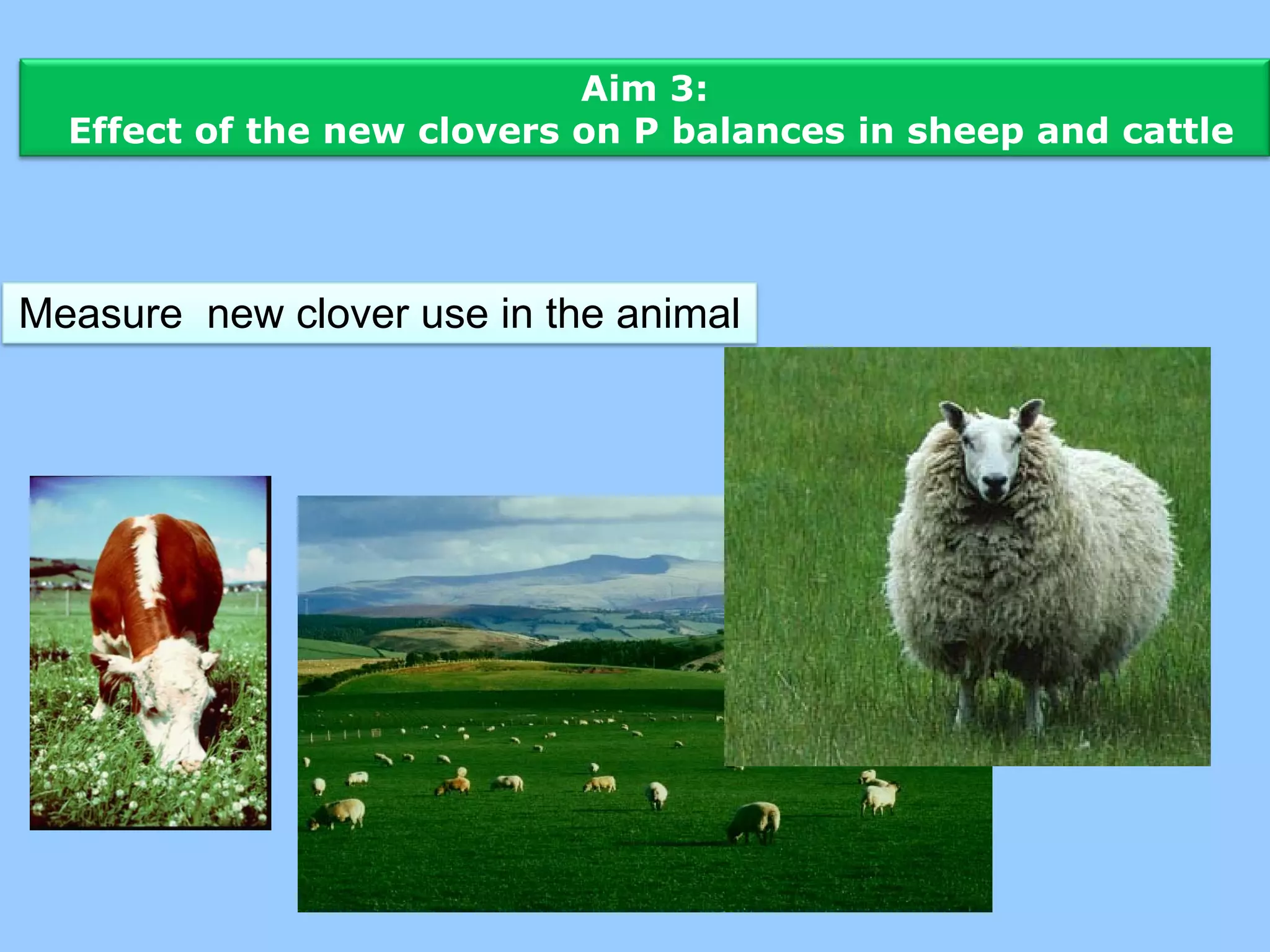 Aim 3:
  Effect of the new clovers on P balances in sheep and cattle




Measure new clover use in the animal
 