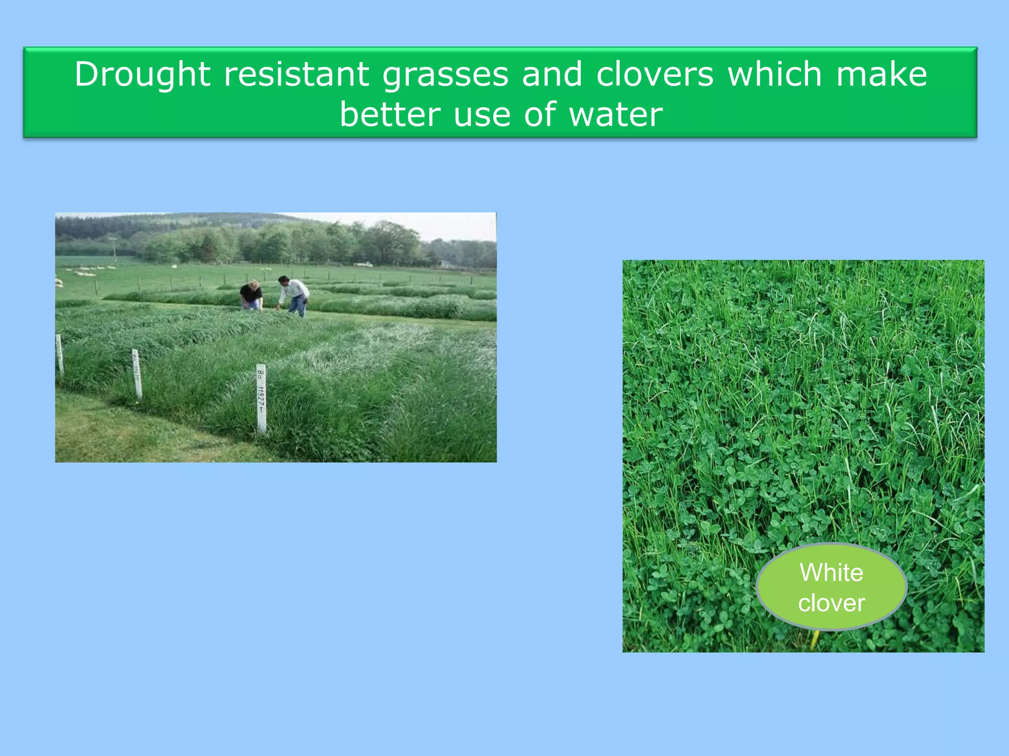 Drought resistant grasses and clovers which make
               better use of water




                                        White
                                        clover
 
