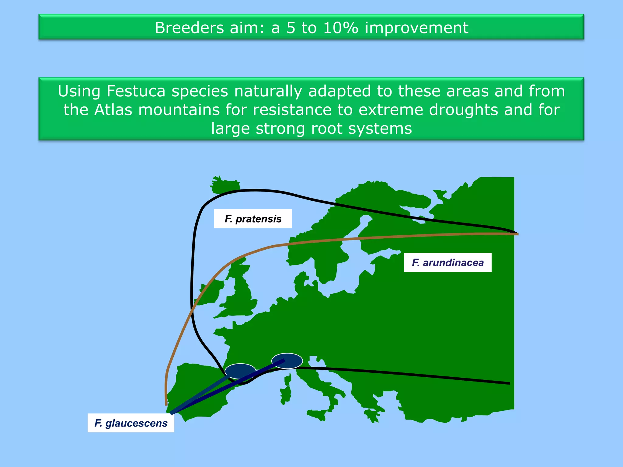 Breeders aim: a 5 to 10% improvement



Using Festuca species naturally adapted to these areas and from
 the Atlas mountains for resistance to extreme droughts and for
                   large strong root systems




                       F. pratensis



                                            F. arundinacea




    F. glaucescens
 