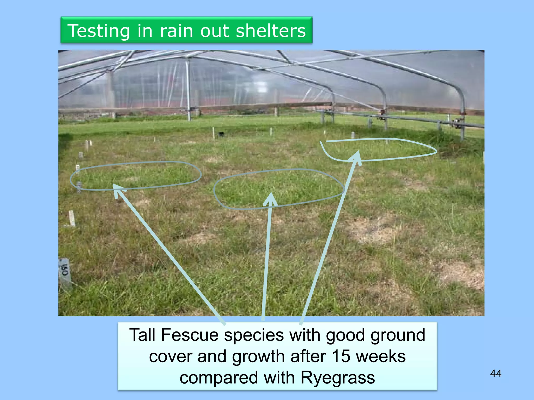 Testing in rain out shelters




       Tall Fescue species with good ground
         cover and growth after 15 weeks
                                              44
              compared with Ryegrass
 