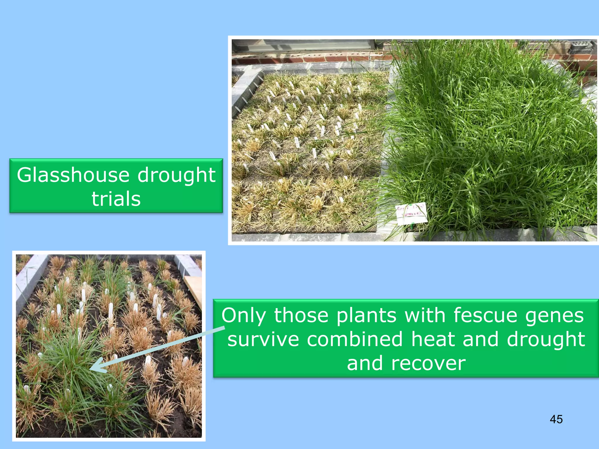 Glasshouse drought
       trials




                     Only those plants with fescue genes
                     survive combined heat and drought
                                 and recover

                                                    45
 