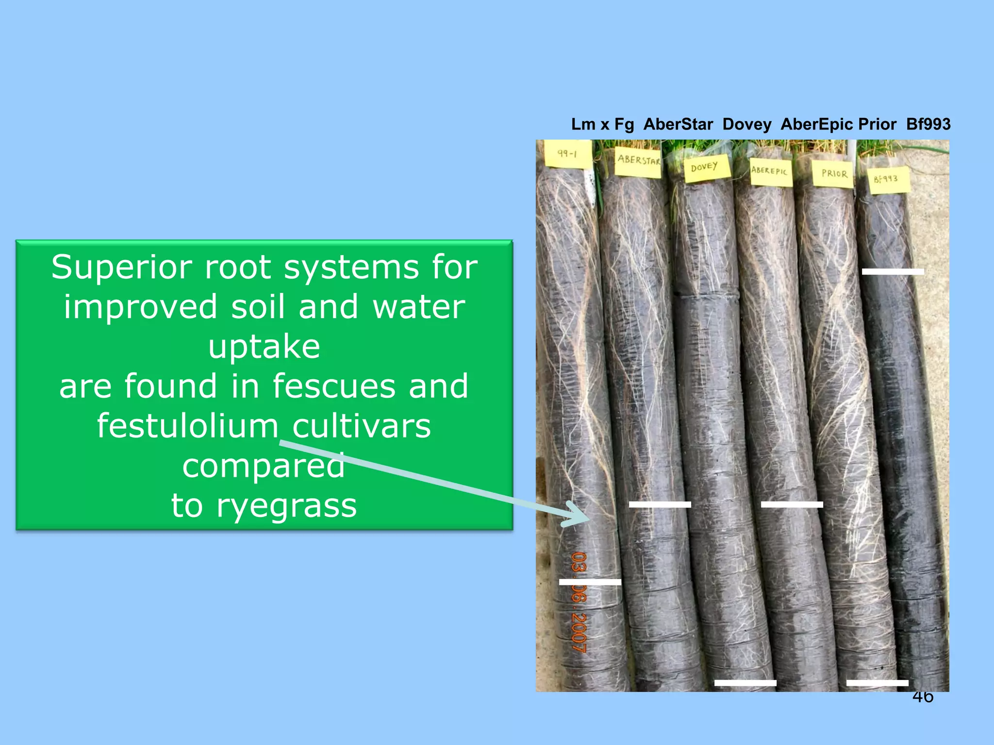 Lm x Fg AberStar Dovey AberEpic Prior Bf993




Superior root systems for
 improved soil and water
          uptake
are found in fescues and
   festulolium cultivars
         compared
        to ryegrass




                                                                  46
 