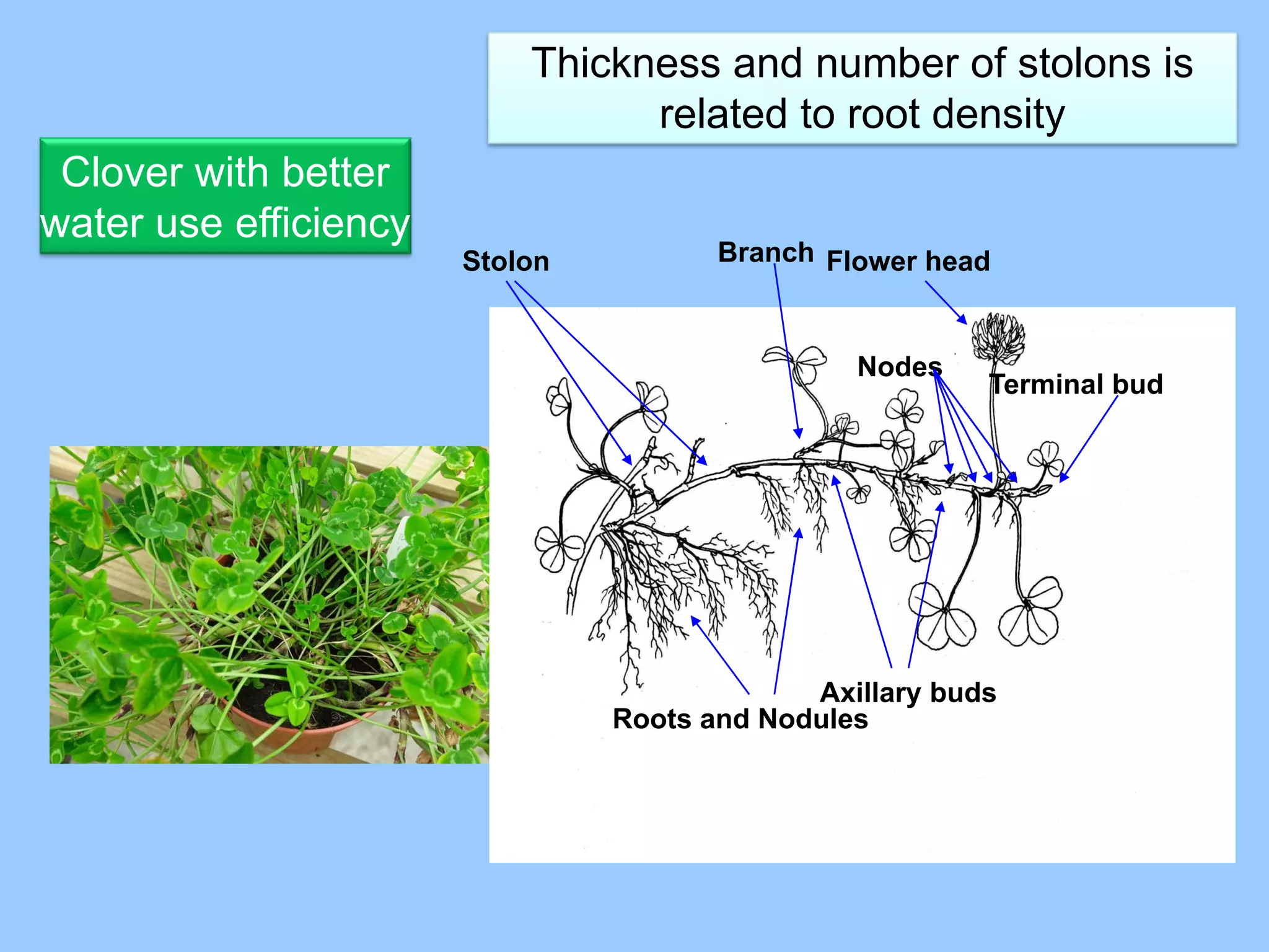 Thickness and number of stolons is
                                 related to root density
 Clover with better
water use efficiency
                       Stolon          Branch Flower head



                                                Nodes
                                                         Terminal bud




                                             Axillary buds
                                Roots and Nodules
 